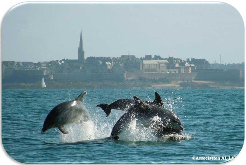 Découvrir les dauphins de Bretagne